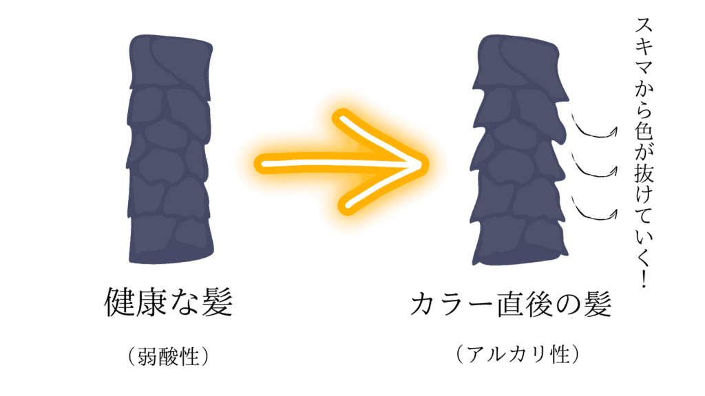 健康な髪とカラー直後の髪の違い